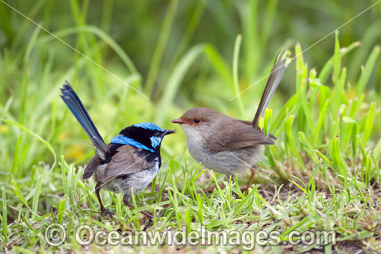 Superb Fairy-wren male and female photo Superb Fairy-wren male and female photo