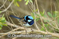 Superb Fairy-wren Photo - Gary Bell