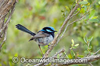 Superb Fairy-wren Photo - Gary Bell