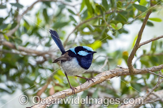 Superb Fairy-wren male photo Superb Fairy-wren male photo