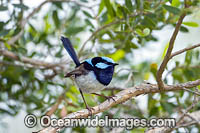 Superb Fairy-wren male Photo - Gary Bell