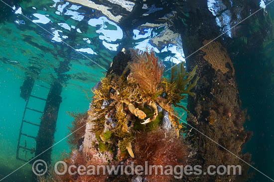 Decorator Crab Flinders Pier photo Decorator Crab Flinders Pier photo