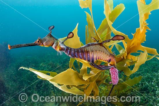 Weedy Seadragon with eggs photo Weedy Seadragon with eggs photo