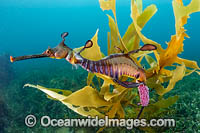 Weedy Seadragon with eggs Photo - Gary Bell