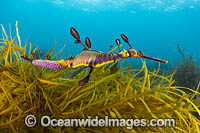 Weedy Seadragon with eggs Victoria Photo - Gary Bell