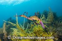 Weedy Seadragon with eggs Photo - Gary Bell
