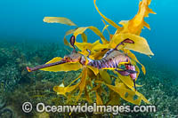 Weedy Seadragon with eggs Victoria Photo - Gary Bell