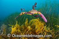 Weedy Seadragon with eggs Photo - Gary Bell