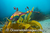 Weedy Seadragon with eggs Photo - Gary Bell