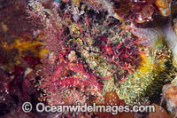 Tasselled Anglerfish Victoria Photo - Gary Bell