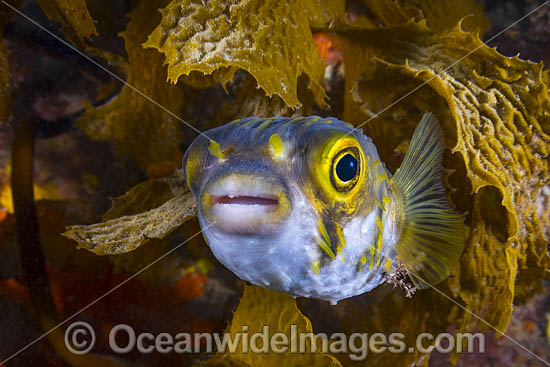 Globefish Diodon nichthemerus photo Globefish Diodon nichthemerus photo