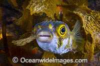 Globefish Diodon nichthemerus Photo - Gary Bell