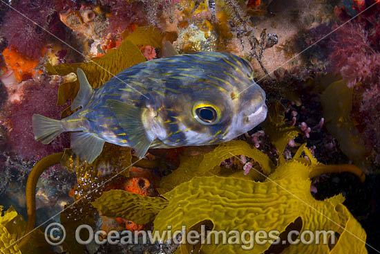 Globefish Diodon nichthemerus photo