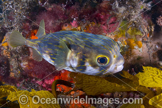 Globefish Diodon nichthemerus photo Globefish Diodon nichthemerus photo