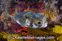 Globefish Diodon nichthemerus Photo - Gary Bell