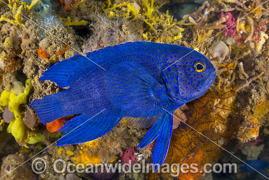 Southern Blue Devil photo Southern Blue Devil photo