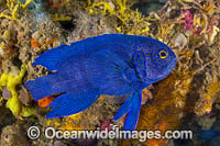 Southern Blue Devil Photo - Gary Bell