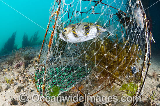 Globefish Diodon nichthemerus photo Globefish Diodon nichthemerus photo