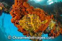 Mosaic Leatherjacket Photo - Gary Bell