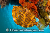 Mosaic Leatherjacket Photo - Gary Bell