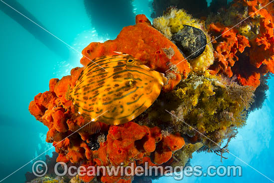Mosaic Leatherjacket Victoria photo Mosaic Leatherjacket Victoria photo