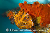 Mosaic Leatherjacket Photo - Gary Bell