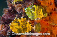 Mosaic Leatherjacket Photo - Gary Bell