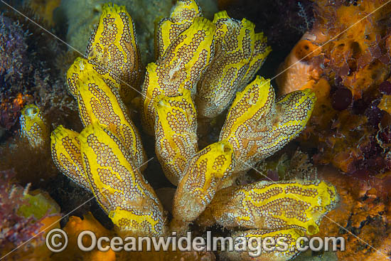 Tunicate Mornington Peninsula photo