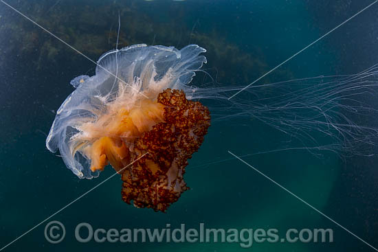 Jellyfish Cyanea rosella photo Jellyfish Cyanea rosella photo
