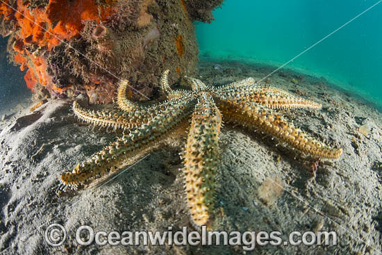 Eleven-arm Seastar photo