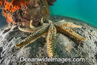 Eleven-arm Seastar Photo - Gary Bell