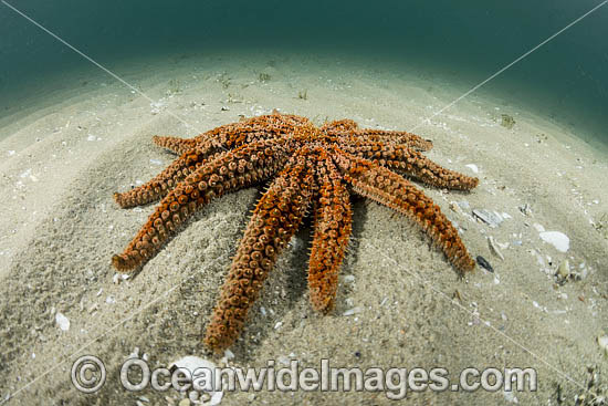 Eleven-arm Seastar photo Eleven-arm Seastar photo