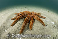 Eleven-arm Seastar Photo - Gary Bell