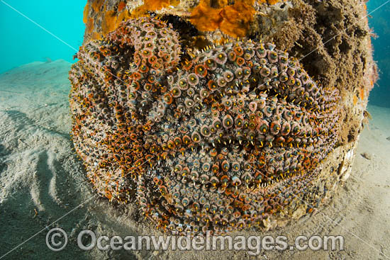 Eleven-arm Seastar Blairgowrie Pier photo
