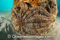 Eleven-arm Seastar Blairgowrie Pier Photo - Gary Bell