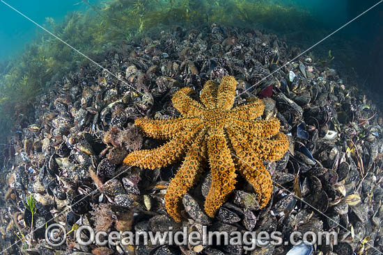 Seastar feeding on mussels photo Seastar feeding on mussels photo