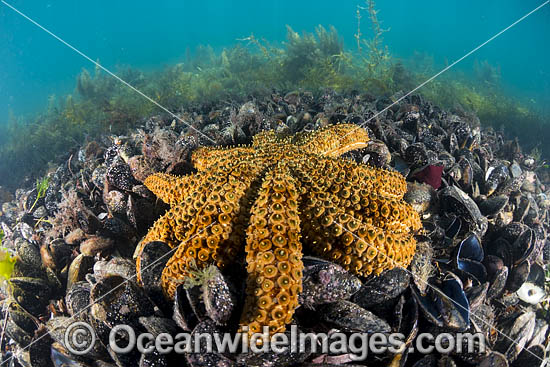 Seastar feeding on mussels photo