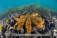 Seastar feeding on mussels Photo - Gary Bell