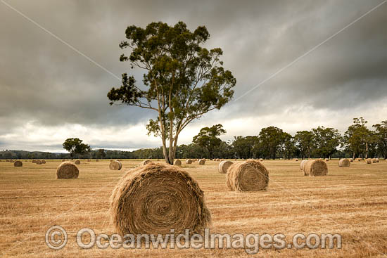 Hay Bales Country NSW photo Hay Bales Country NSW photo