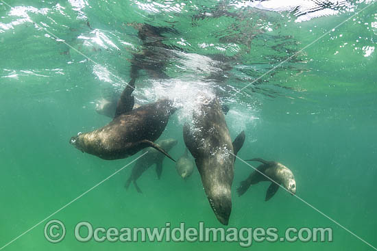 Australian Fur Seal Port Phillip Bay photo Australian Fur Seal Port Phillip Bay photo