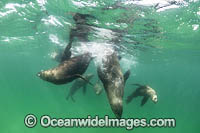 Australian Fur Seal Port Phillip Bay Photo - Gary Bell