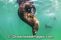 Australian Fur Seal Port Phillip Bay Photo - Gary Bell
