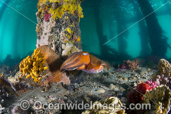Giant Cuttlefish Port Phillip Bay photo Giant Cuttlefish Port Phillip Bay photo