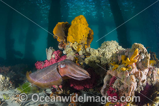 Giant Cuttlefish Port Phillip Bay photo Giant Cuttlefish Port Phillip Bay photo