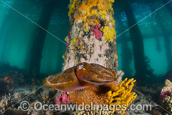 Giant Cuttlefish Sorrento Pier photo Giant Cuttlefish Sorrento Pier photo