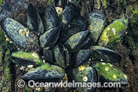 Blue Mussel Port Phillip Bay Photo - Gary Bell