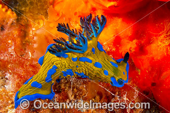 Nudibranch Port Phillip Bay photo Nudibranch Port Phillip Bay photo