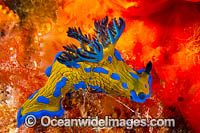 Nudibranch Port Phillip Bay Photo - Gary Bell