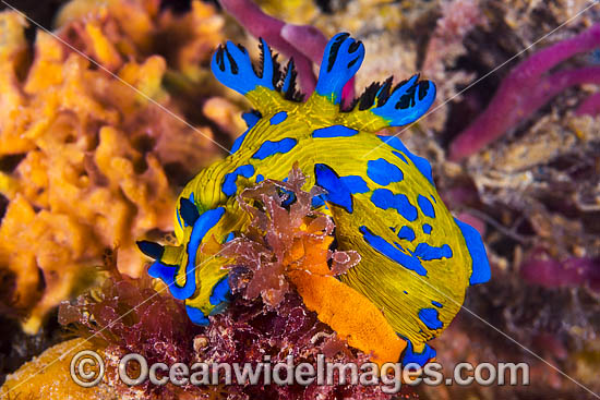 Nudibranch making egg ribbon photo Nudibranch making egg ribbon photo