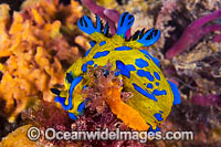 Nudibranch making egg ribbon Photo - Gary Bell